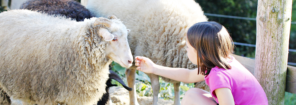 Tiergestützte Arbeit